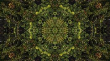 Circular kaleidoscopic palm tree abstract animation effect video