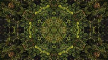 Circular kaleidoscopic palm tree abstract animation effect video