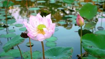 Pink lotus flower full bloom in pond. video