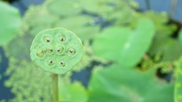 verse groene lotus zaden pod beweegt zachtjes met groene natuur achtergrond. video