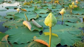 White lotus flower blooming with green leaf in pond. video