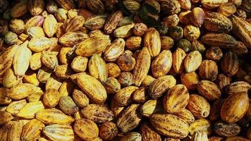 baccelli di cacao freschi in fabbrica video