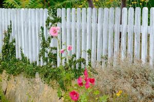 svaneke on Bornholm island photo