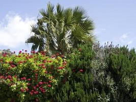 the city of tunis in tunisia photo