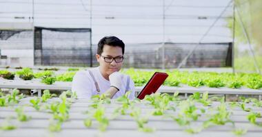 Young Asian man in apron and rubber gloves sitting to observes about growing organic arugula on hydroponics farm checking with tablet on hydroponic farm, organic fresh harvested vegetable concept. video