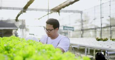 young Asian farmer wearing an apron is disappointed after checking the quality of his green oak, organic hydroponics vegetable farm in background. organic fresh harvested vegetable concept. video