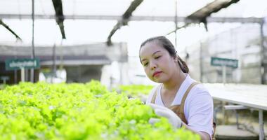 jeune agricultrice asiatique, propriétaire d'une ferme hydroélectrique vérifiant la qualité des feuilles de laitue de chêne vert dans sa ferme de culture de légumes hydroponique biologique video