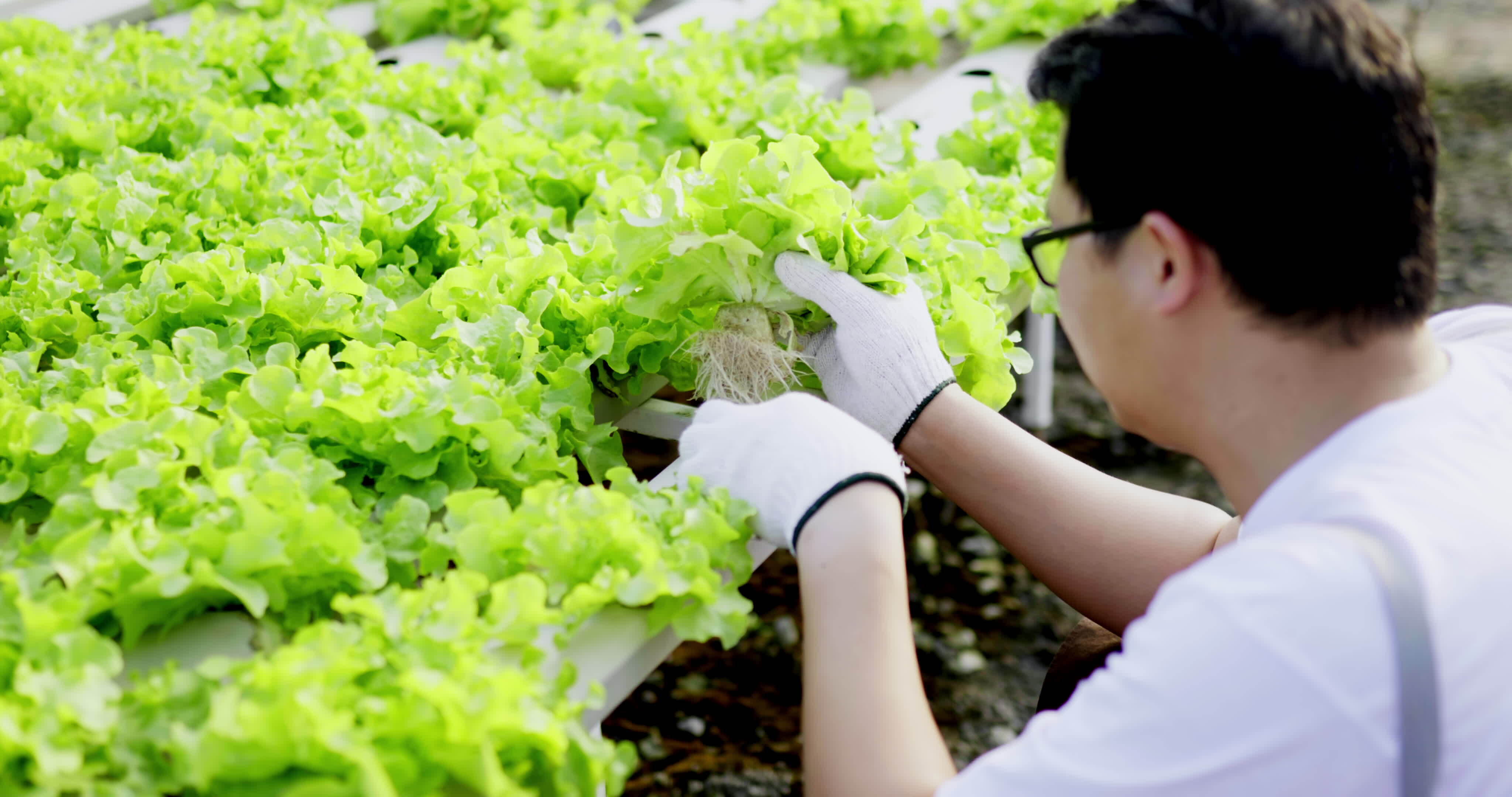 Plant Root Stock Video Footage for Free Download