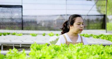 Vorderansicht junge asiatische Bäuerin, Eigentümerin Hydrofarm, die in ihrem Bio-Hydrokultur-Gemüseanbauhof sitzt, um die Qualität der Blätter des grünen Eichensalats zu überprüfen video