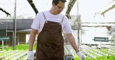 Handaufnahme, junge asiatische Bäuerin mit Brille, die in einer Reihe grüner Eichensalate spazieren geht, Inhaberin der Hydrofarm, die die Qualität ihres Bio-Hydrokultur-Gemüseanbaus mit Stolz überprüft