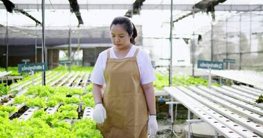 tiro de mão, jovem agricultor asiático andando na fileira de alface de carvalho verde, proprietário da fazenda hidrelétrica verificando a qualidade em sua fazenda de cultivo de vegetais hidropônicos orgânicos video