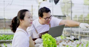 Close up, side view of happy young couple working in greenhouse with laptop computer, They are talk and laugh together, organic fresh harvested vegetable concept. video