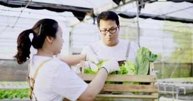 zeitlupenaufnahme, glückliches asiatisches junges paar, das frischen salat von der salatfarm pflückt und in einem holzkorb sammelt, sie sprechen mit glück zusammen video