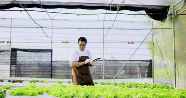 Asiatisk man i förkläde och gummihandskar, ung företagsägare observerar om att odla ekologisk ruccola på hydroponics gård med tablett på hydroponisk gård, ekologisk färsk skördad grönsakskoncept. video