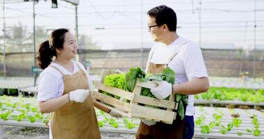 feliz pareja joven asiática recogiendo lechuga fresca de la granja de lechuga y recogiéndola en una cesta de madera, hablan y se ríen de felicidad juntos video