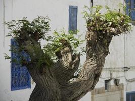 the city of tunis in tunisia photo