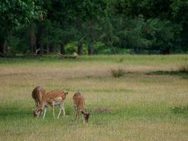 deers in westphalia photo