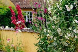 svaneke on Bornholm island photo