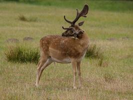 deers in westphalia photo