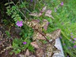 Pictures of plants in the garden photo