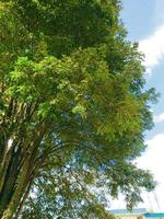 Image of shady tree with sky background photo