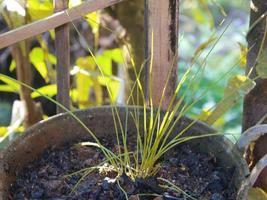 Pictures of plants in the garden photo