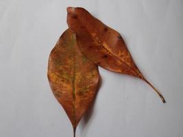 Image of leaves on a put background photo