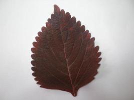 Image of leaves on a put background photo