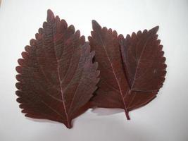 Image of leaves on a put background photo