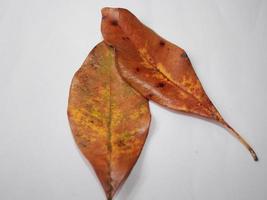 Image of leaves on a put background photo