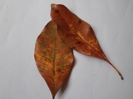 Image of leaves on a put background photo