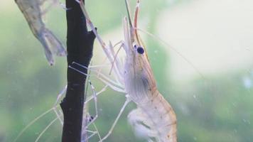 Close up of shrimp standing still on branch tree in water. Giant river prawn or giant freshwater prawn larvae or Macrobrachium rosenbergii in macro video