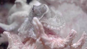 close-up de polvo vulgar na casca de murex. video