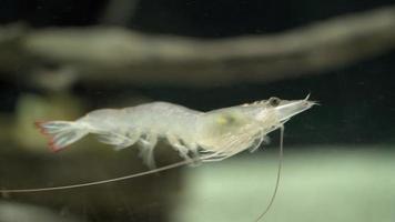 primo piano di gamberetti che nuotano nell'acqua. video