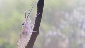 närbild av räkor som står stilla på grenträd i vatten. räkan rensar sig själv. jätteflodräkor eller jättesötvattenräkorlarver eller macrobrachium rosenbergii i makro video