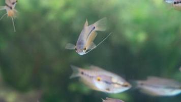 cerca de peces nadando en el agua. enjambre de guramis de piel de serpiente. Trichopodus pectoralis video