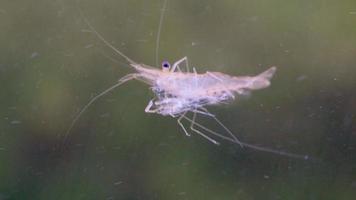 cerca de las larvas de camarón nadando y comiendo amigablemente en el agua. camarón gigante de río o camarón gigante de agua dulce o macrobrachium rosenbergii en macro video