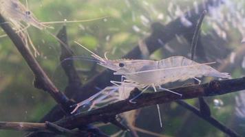 primo piano di gamberetti appendere e camminare sul ramo in acqua. gambero di fiume gigante o larve di gamberi d'acqua dolce giganti o macrobrachium rosenbergii in macro video