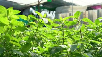 cierra la menta en la granja de vegetales hidropónicos. video