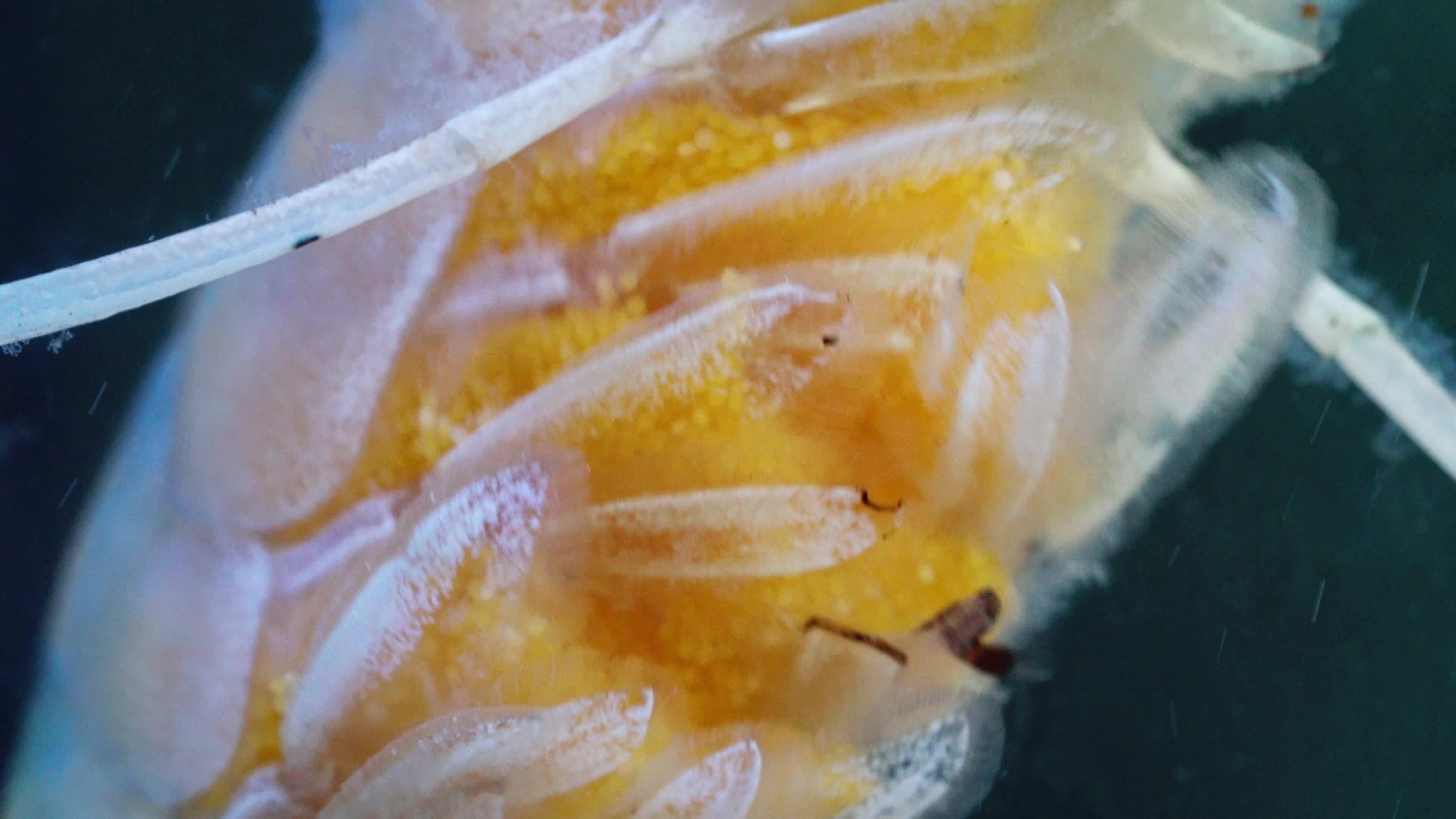 Macro of Shrimp eggs. Close up of pregnant shrimp swimming and