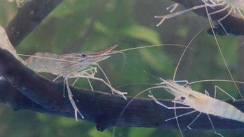 Close up of two shrimp standing still on branch tree in water. Giant river prawn or giant freshwater prawn larvae or Macrobrachium rosenbergii in macro video