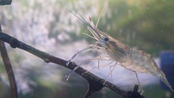 primo piano di gamberetti in piedi ancora sul ramo di un albero in acqua. gambero di fiume gigante o larve di gamberi d'acqua dolce giganti o macrobrachium rosenbergii in macro video