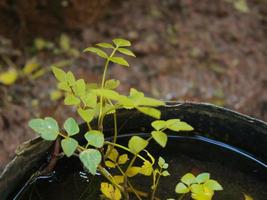 fotos de plantas en el jardin