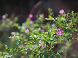 fotos de plantas en el jardin