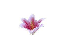 flower beautiful on a white isolated background photo