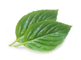 Fresh basil leaf isolated on white background, close up. Basil herb photo