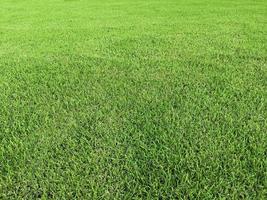 Green field of grass background photo