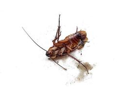 Dead cockroaches on white background photo