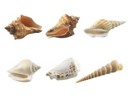 Empty seashell isolated on white background photo