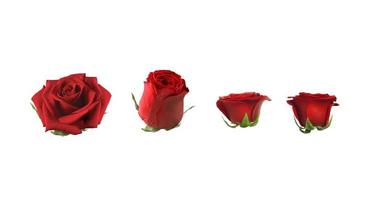 set of red rose flowers isolated on white background photo